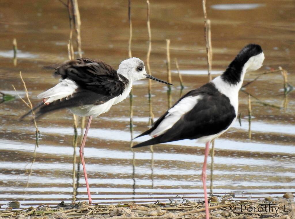 Pied Stilt (Himantopus leucocephalus) © Dorothy Latimer