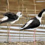 Pied Stilt (Himantopus leucocephalus) © Dorothy Latimer