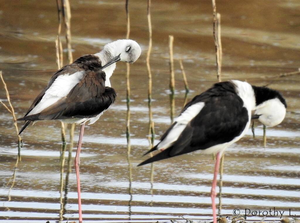 Pied Stilt (Himantopus leucocephalus) © Dorothy Latimer