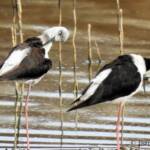Pied Stilt (Himantopus leucocephalus) © Dorothy Latimer