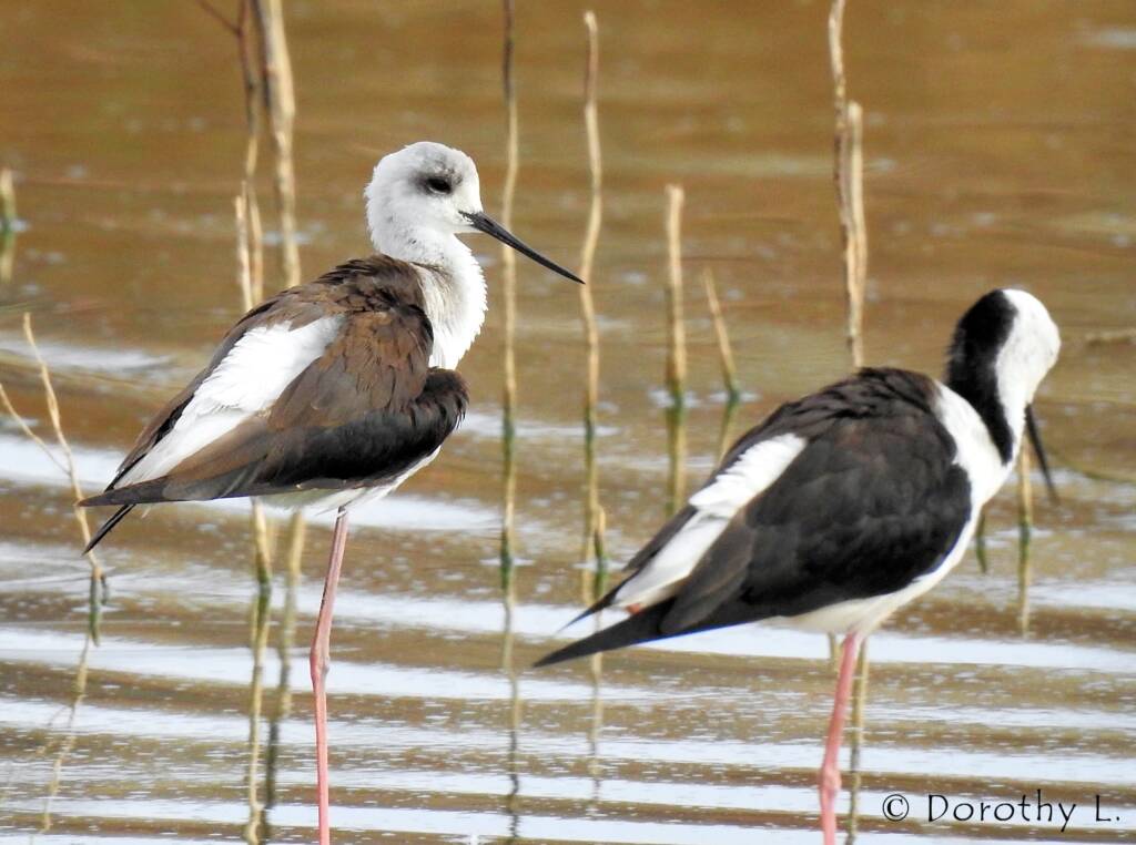 Pied Stilt (Himantopus leucocephalus) © Dorothy Latimer