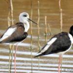 Pied Stilt (Himantopus leucocephalus) © Dorothy Latimer