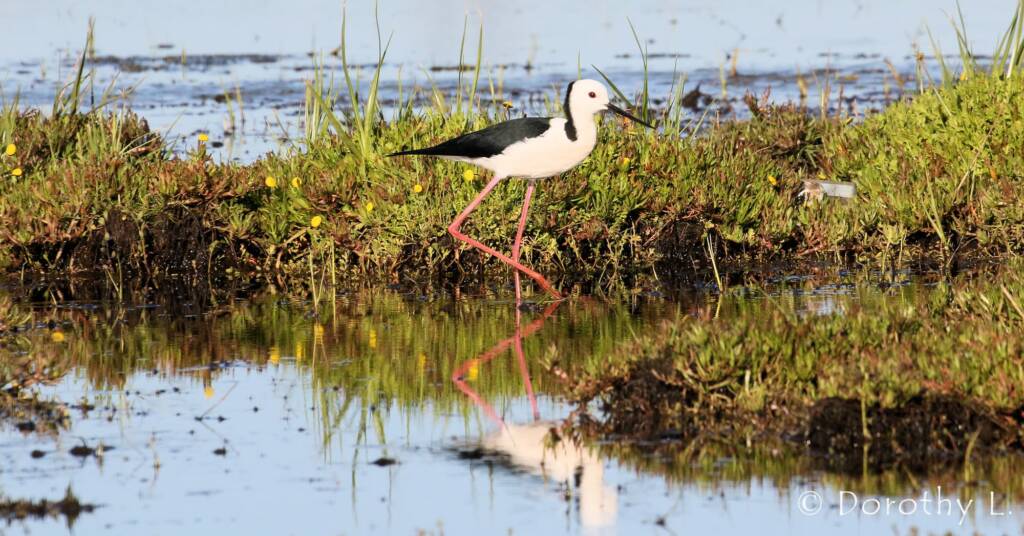 Pied Stilt (Himantopus leucocephalus) © Dorothy Latimer