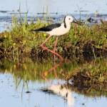 Pied Stilt (Himantopus leucocephalus) © Dorothy Latimer