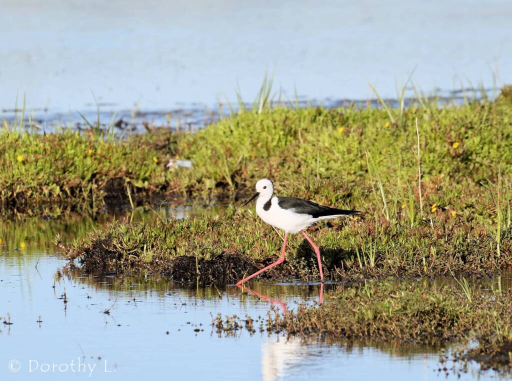 Pied Stilt (Himantopus leucocephalus) © Dorothy Latimer