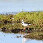 Pied Stilt (Himantopus leucocephalus) © Dorothy Latimer