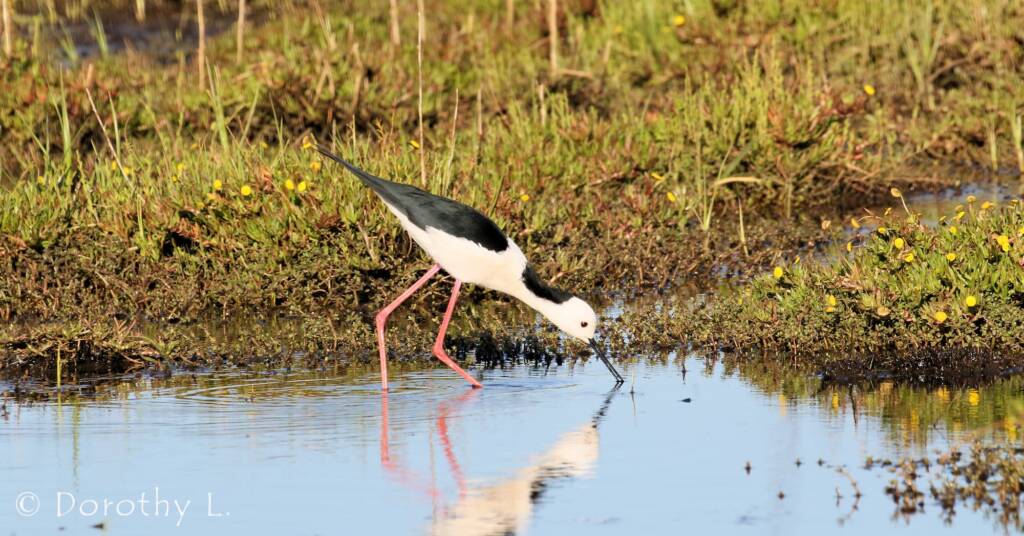 Pied Stilt (Himantopus leucocephalus) © Dorothy Latimer