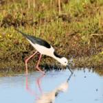 Pied Stilt (Himantopus leucocephalus) © Dorothy Latimer
