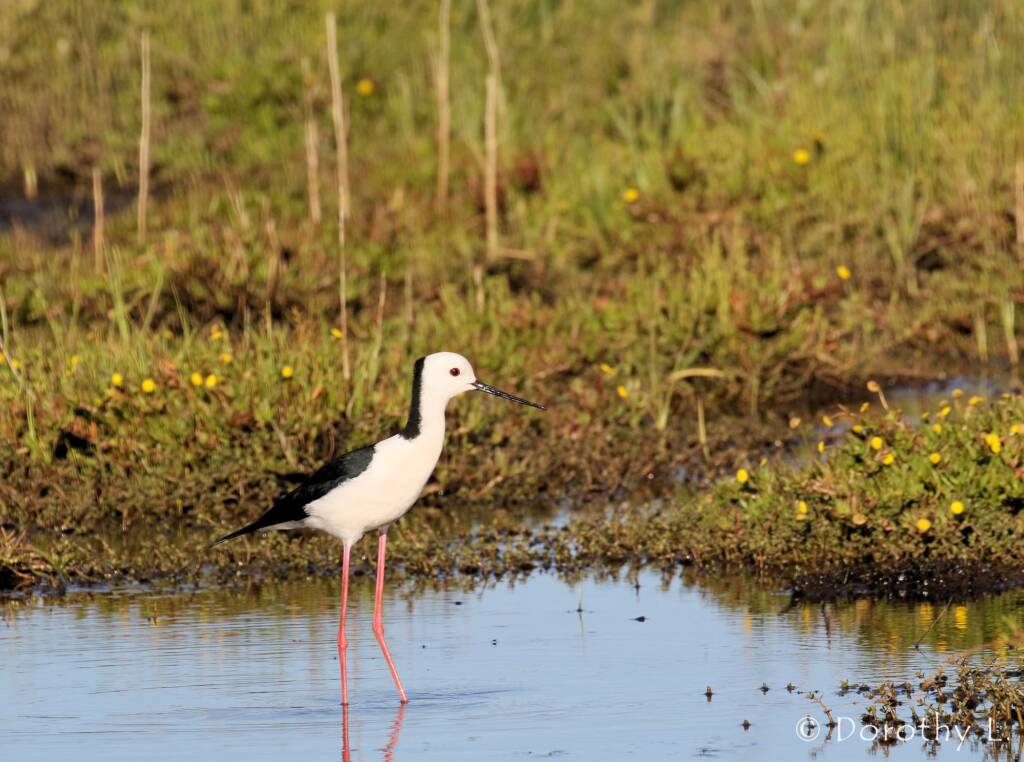 Pied Stilt (Himantopus leucocephalus) © Dorothy Latimer