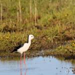 Pied Stilt (Himantopus leucocephalus) © Dorothy Latimer