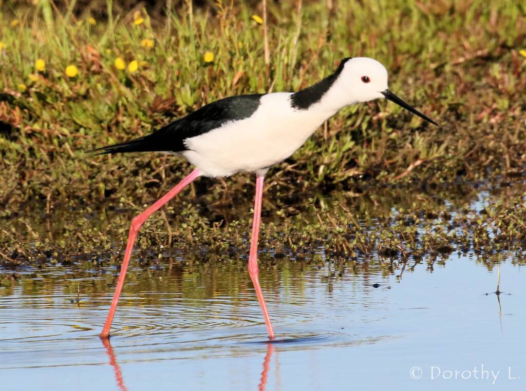 Pied Stilt (Himantopus leucocephalus) © Dorothy Latimer
