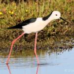 Pied Stilt (Himantopus leucocephalus) © Dorothy Latimer