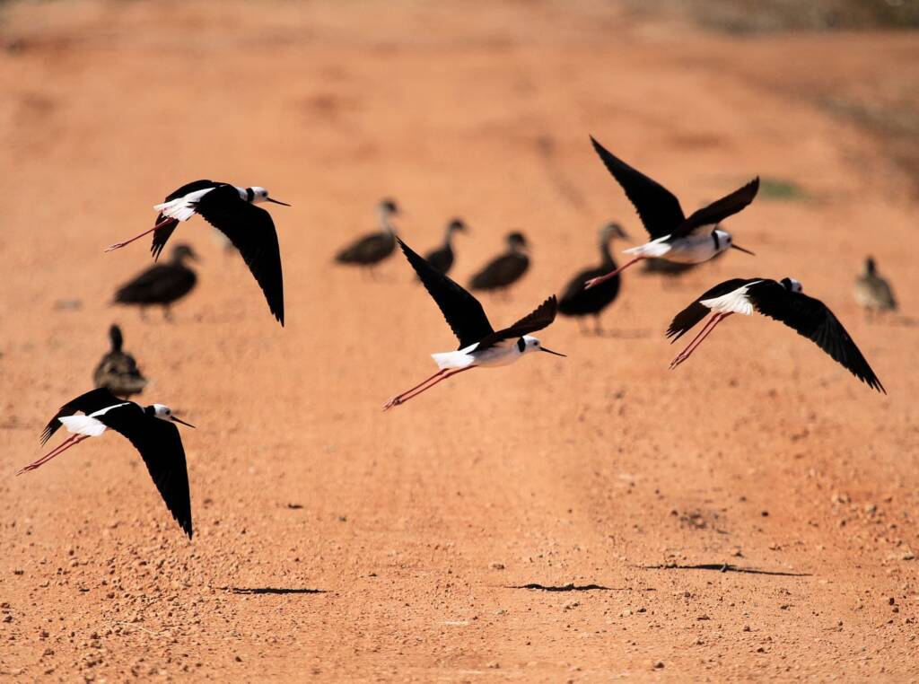 Pied Stilt (Himantopus leucocephalus), Alice Springs Sewage Ponds, NT © Dorothy Latimer