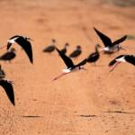 Pied Stilt (Himantopus leucocephalus), Alice Springs Sewage Ponds, NT © Dorothy Latimer