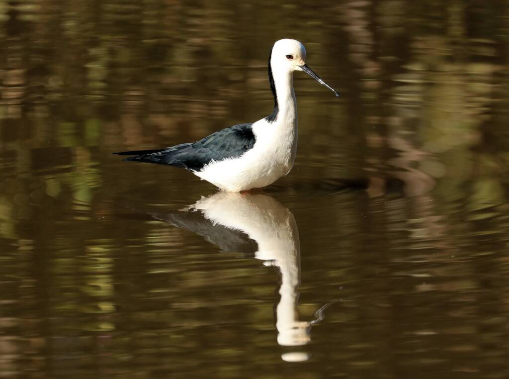 Pied Stilt (Himantopus leucocephalus), Alice Springs Sewage Ponds, NT © Dorothy Latimer