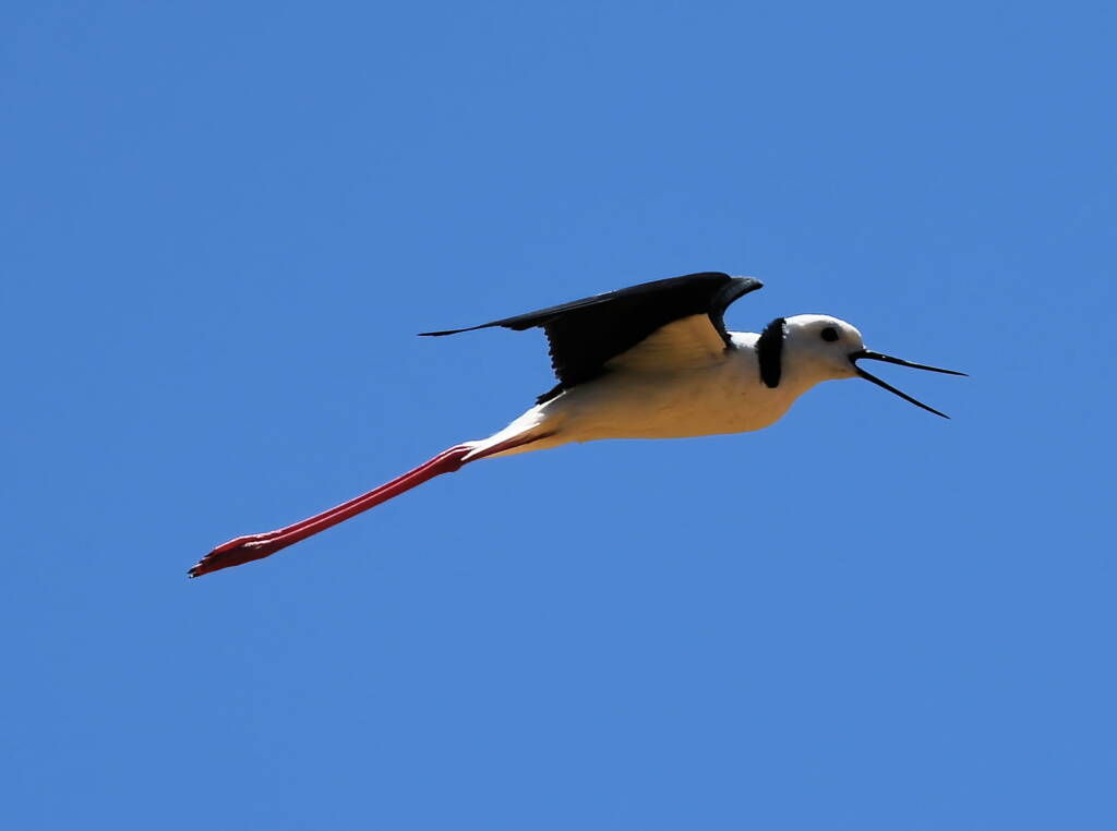 Pied Stilt (Himantopus leucocephalus), Alice Springs Sewage Ponds, NT © Dorothy Latimer