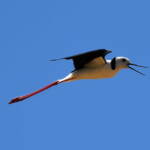 Pied Stilt (Himantopus leucocephalus), Alice Springs Sewage Ponds, NT © Dorothy Latimer