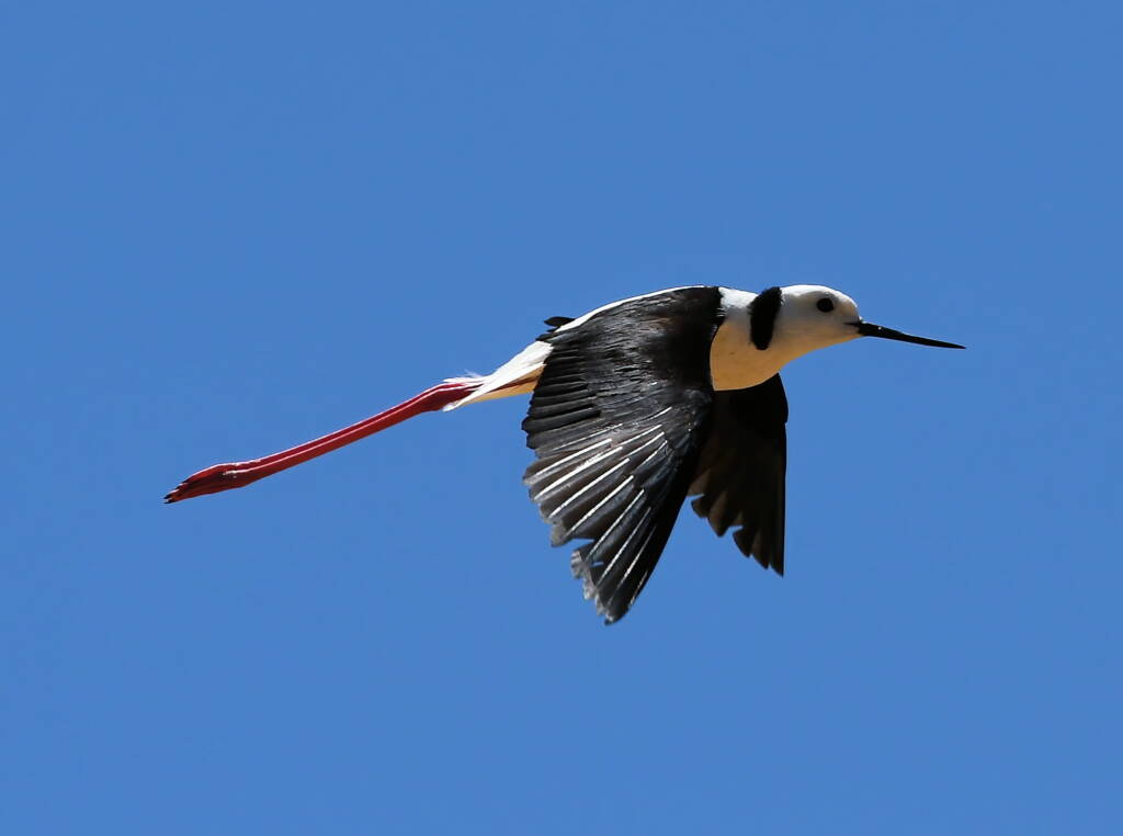 Pied Stilt (Himantopus leucocephalus), Alice Springs Sewage Ponds, NT © Dorothy Latimer