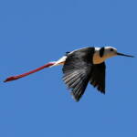 Pied Stilt (Himantopus leucocephalus), Alice Springs Sewage Ponds, NT © Dorothy Latimer