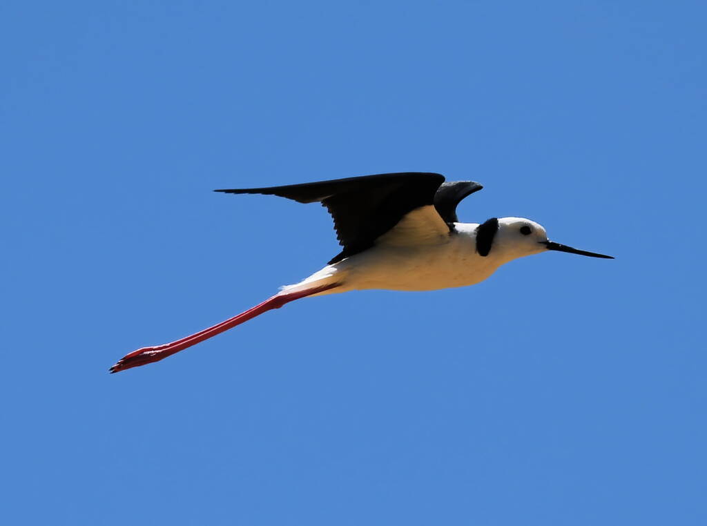 Pied Stilt (Himantopus leucocephalus), Alice Springs Sewage Ponds, NT © Dorothy Latimer