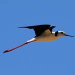 Pied Stilt (Himantopus leucocephalus), Alice Springs Sewage Ponds, NT © Dorothy Latimer