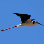 Pied Stilt (Himantopus leucocephalus), Alice Springs Sewage Ponds, NT © Dorothy Latimer