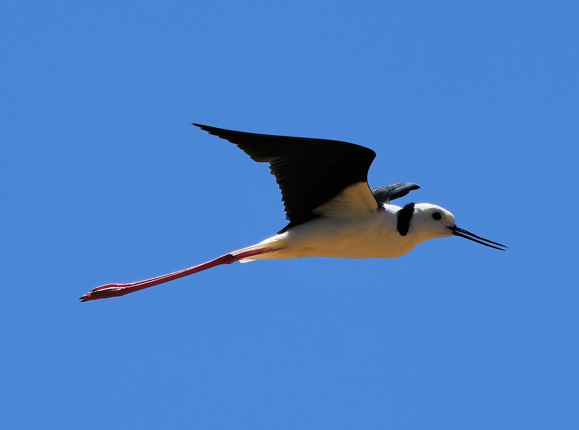 Pied Stilt (Himantopus leucocephalus), Alice Springs Sewage Ponds, NT © Dorothy Latimer