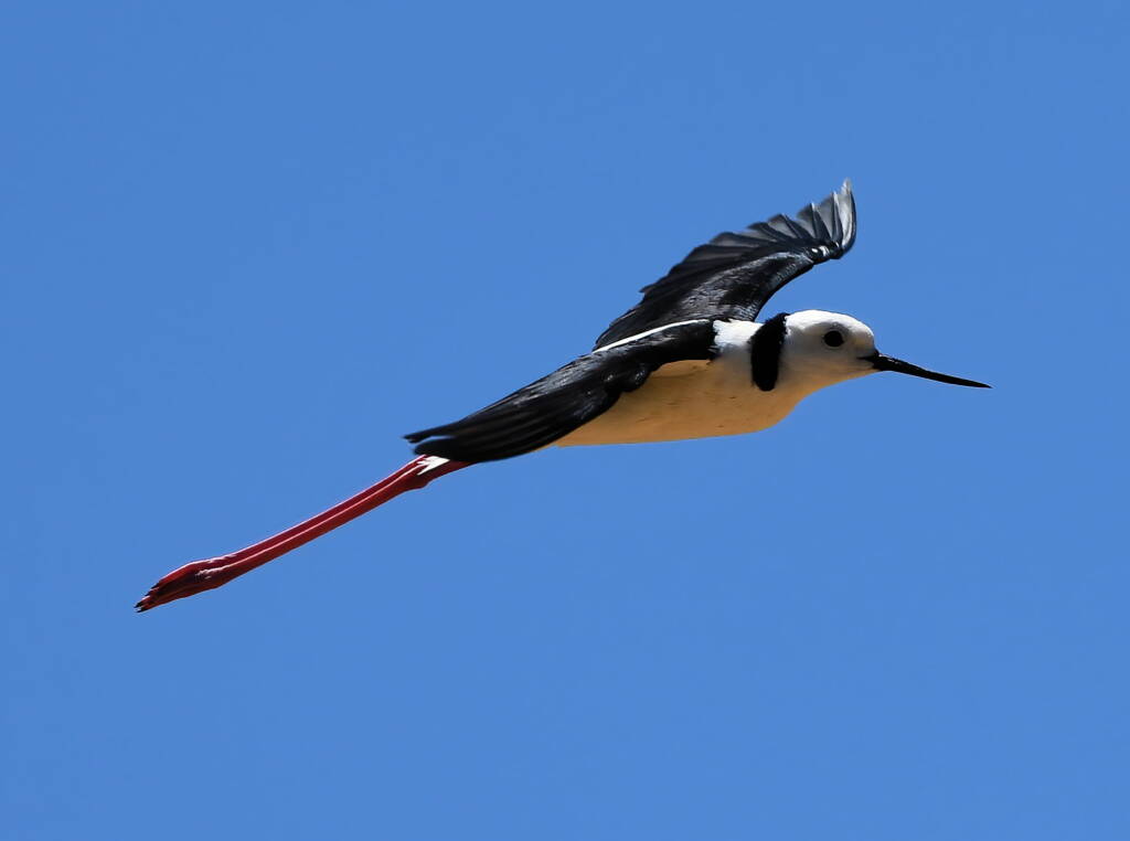 Pied Stilt (Himantopus leucocephalus), Alice Springs Sewage Ponds, NT © Dorothy Latimer