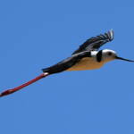 Pied Stilt (Himantopus leucocephalus), Alice Springs Sewage Ponds, NT © Dorothy Latimer