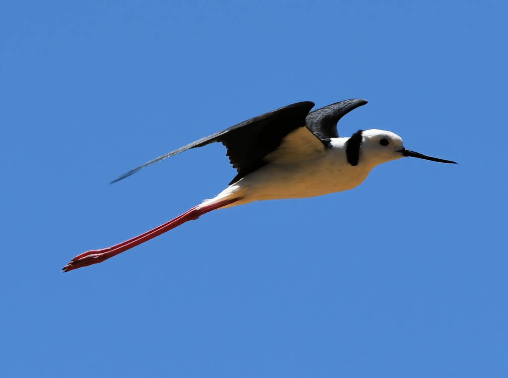 Pied Stilt (Himantopus leucocephalus), Alice Springs Sewage Ponds, NT © Dorothy Latimer