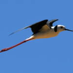 Pied Stilt (Himantopus leucocephalus), Alice Springs Sewage Ponds, NT © Dorothy Latimer