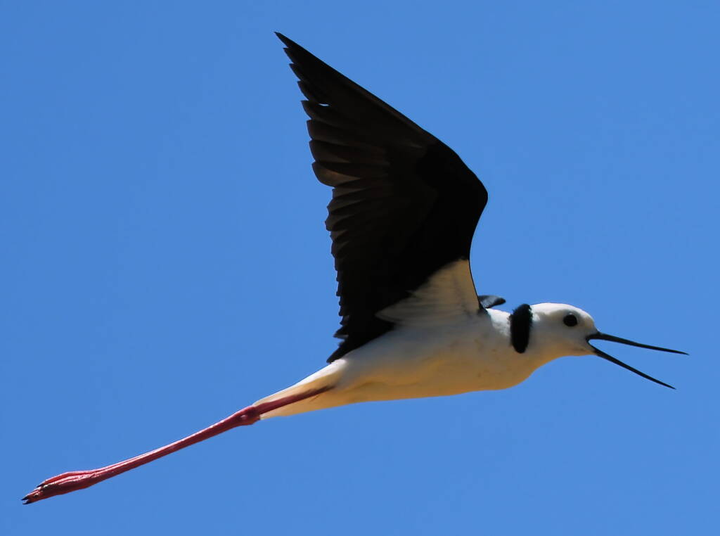 Pied Stilt (Himantopus leucocephalus), Alice Springs Sewage Ponds, NT © Dorothy Latimer