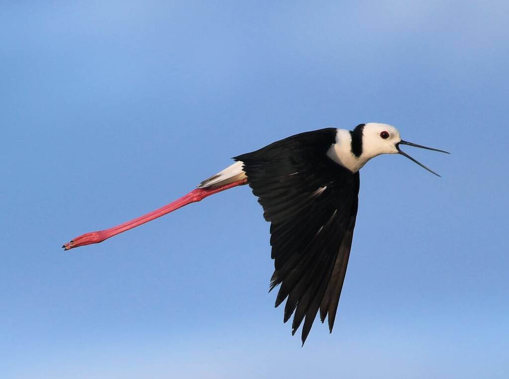 Pied Stilt (Himantopus leucocephalus), Alice Springs Sewage Ponds, NT © Dorothy Latimer