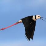 Pied Stilt (Himantopus leucocephalus), Alice Springs Sewage Ponds, NT © Dorothy Latimer
