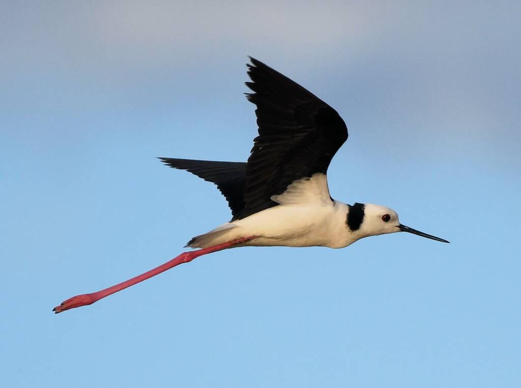 Pied Stilt (Himantopus leucocephalus), Alice Springs Sewage Ponds, NT © Dorothy Latimer