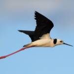 Pied Stilt (Himantopus leucocephalus), Alice Springs Sewage Ponds, NT © Dorothy Latimer