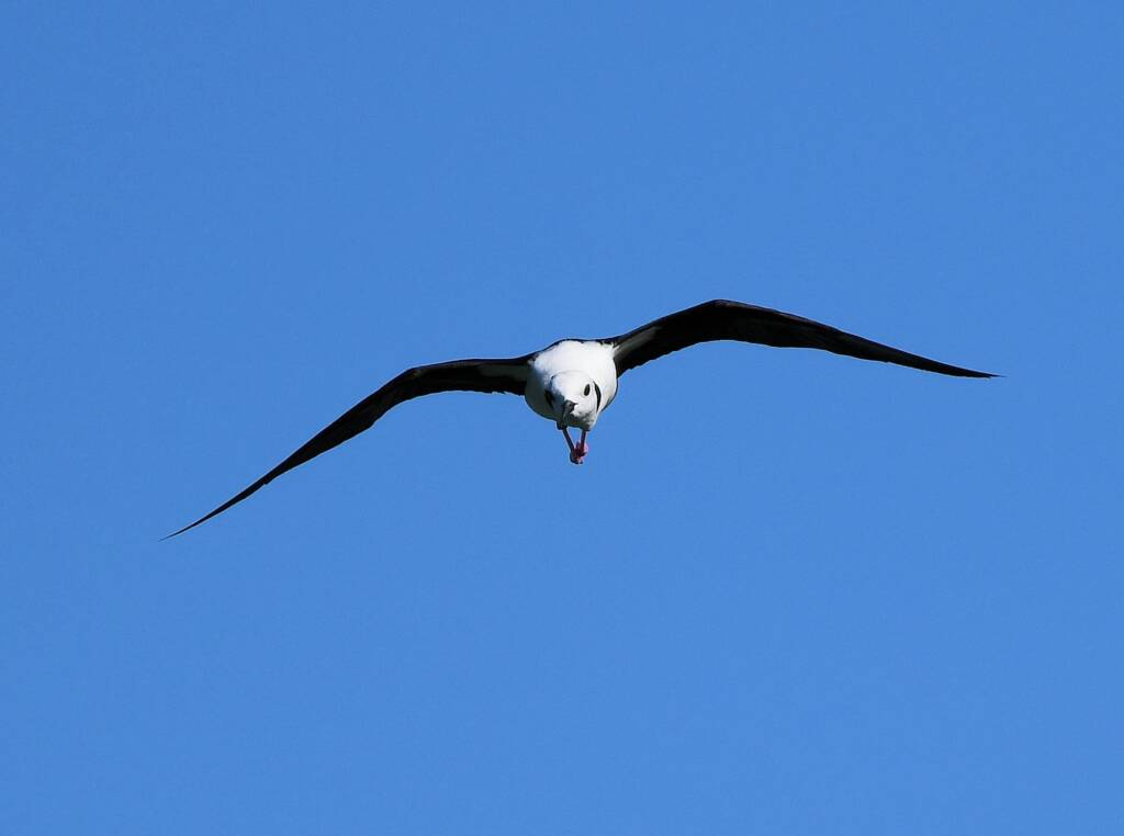 Pied Stilt (Himantopus leucocephalus), Alice Springs Sewage Ponds, NT © Dorothy Latimer
