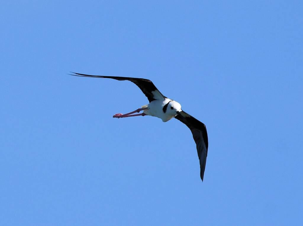 Pied Stilt (Himantopus leucocephalus), Alice Springs Sewage Ponds, NT © Dorothy Latimer