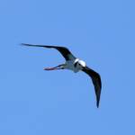 Pied Stilt (Himantopus leucocephalus), Alice Springs Sewage Ponds, NT © Dorothy Latimer