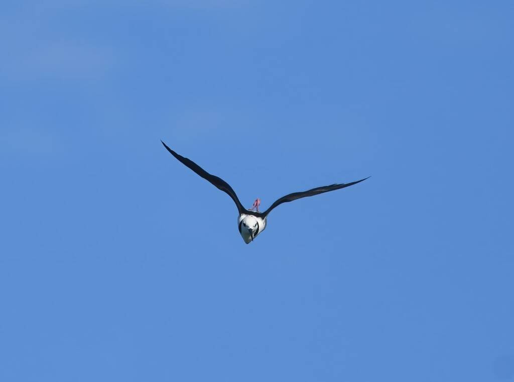Pied Stilt (Himantopus leucocephalus), Alice Springs Sewage Ponds, NT © Dorothy Latimer