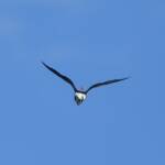 Pied Stilt (Himantopus leucocephalus), Alice Springs Sewage Ponds, NT © Dorothy Latimer