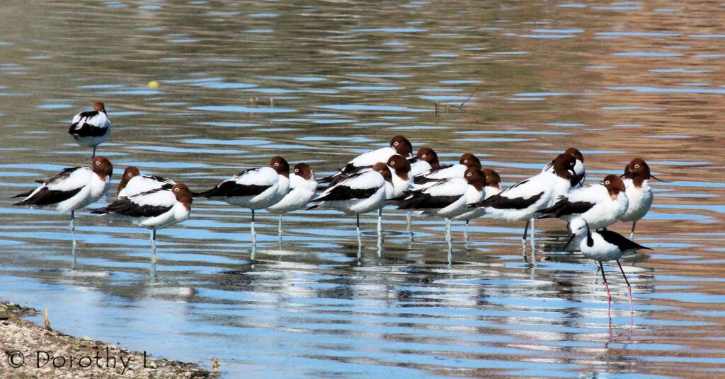 A Pied Stilt in company of the Red-necked Avocet © Dorothy Latimer