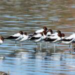 A Pied Stilt in company of the Red-necked Avocet © Dorothy Latimer