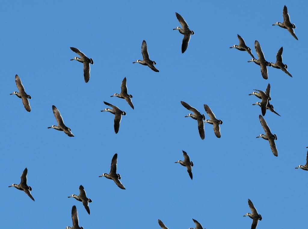 Pink-eared Duck (Malacorhynchus membranaceus), Alice Springs Sewage Ponds, NT © Dorothy Latimer