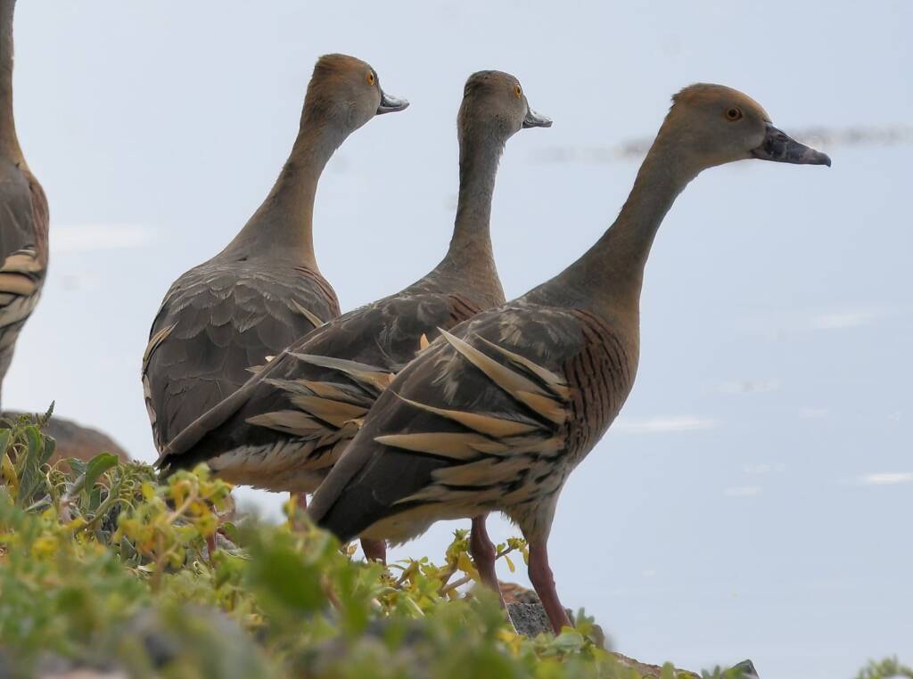 Plumed Whistling-Duck (Dendrocygna eytoni), Alice Springs Sewage Ponds, NT © Dorothy Latimer