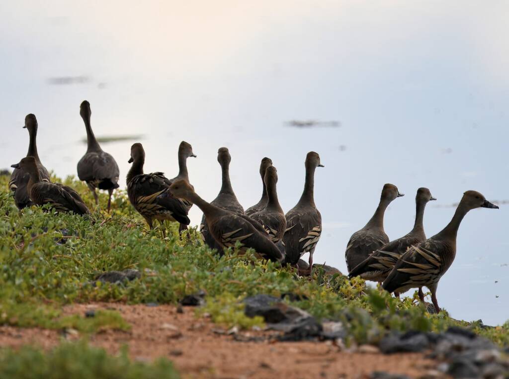 Plumed Whistling-Duck (Dendrocygna eytoni), Alice Springs Sewage Ponds, NT © Dorothy Latimer