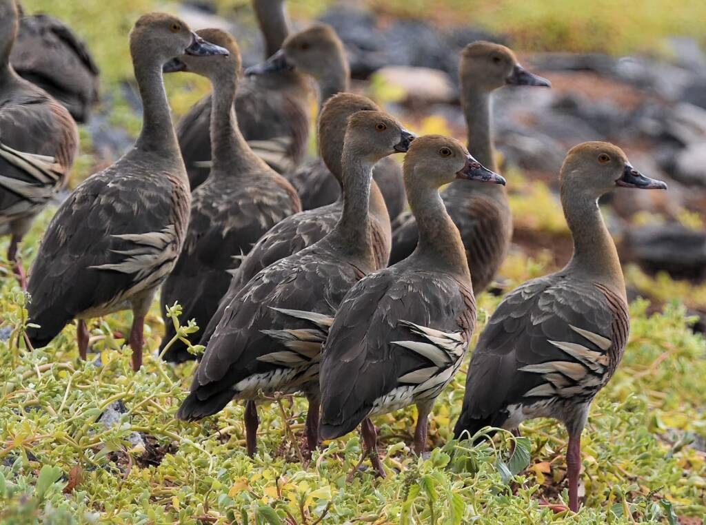Plumed Whistling-Duck (Dendrocygna eytoni), Alice Springs Sewage Ponds, NT © Dorothy Latimer
