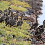 Plumed Whistling-Duck (Dendrocygna eytoni), Alice Springs Sewage Ponds, NT © Dorothy Latimer