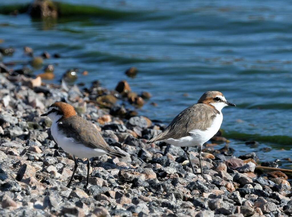 Red-capped Plover (Charadrius ruficapillus), Alice Springs Sewage Ponds, NT © Dorothy Latimer