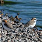 Red-capped Plover (Charadrius ruficapillus), Alice Springs Sewage Ponds, NT © Dorothy Latimer